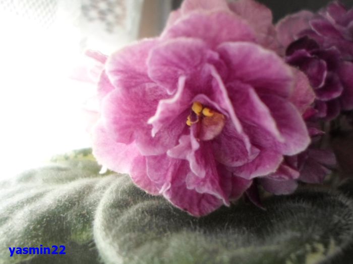 201  mai 2015 - Ma s Show Girl