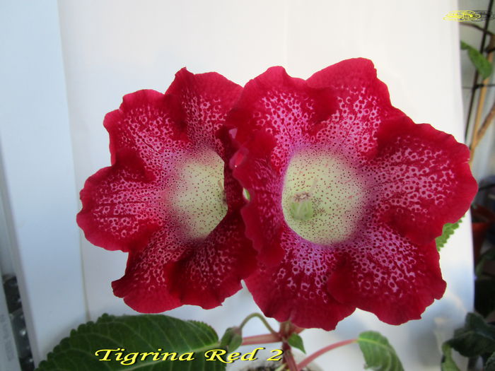 Tigrina red 2 (9-06-2015) - Gloxinii 2015