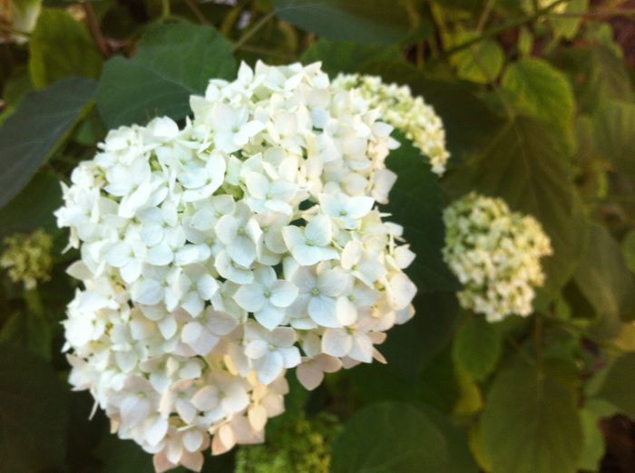calin - vara in gradina si in jardiniere