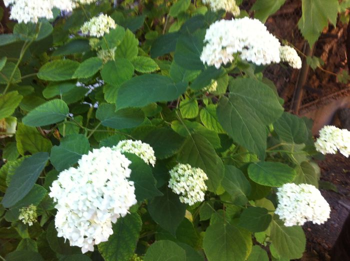 image - vara in gradina si in jardiniere