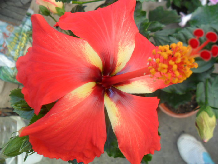 SAM_5789 - hibiscusi 2015-3