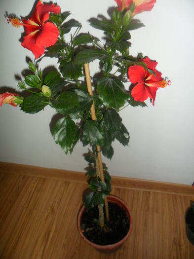 SAM_5795 - hibiscusi 2015-3