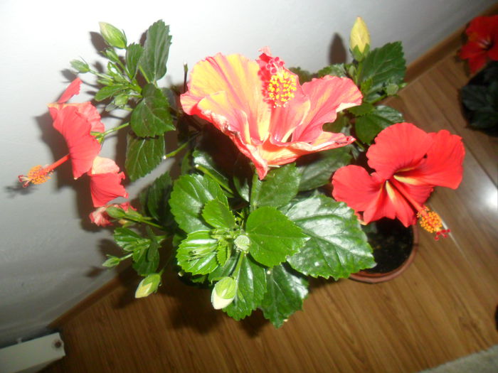 SAM_5797 - hibiscusi 2015-3