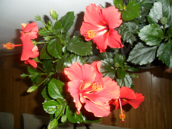 SAM_5799 - hibiscusi 2015-3