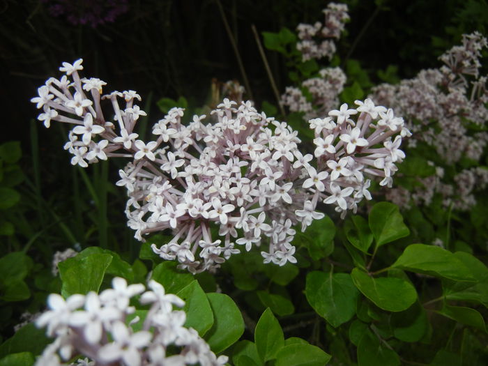 Syringa patula Miss Kim (2015, May 11) - Liliac_Syringa patula Miss Kim