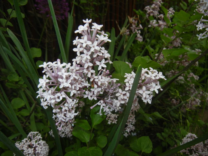 Syringa patula Miss Kim (2015, May 11) - Liliac_Syringa patula Miss Kim