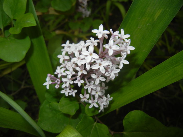 Syringa patula Miss Kim (2015, May 11) - Liliac_Syringa patula Miss Kim