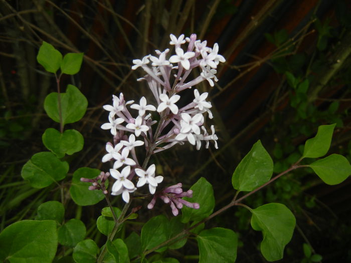 Syringa patula Miss Kim (2015, May 11) - Liliac_Syringa patula Miss Kim