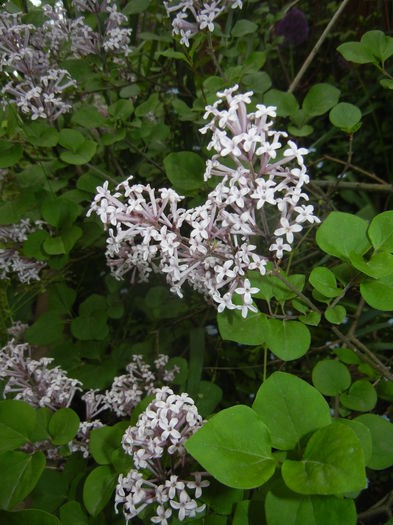 Syringa patula Miss Kim (2015, May 11) - Liliac_Syringa patula Miss Kim