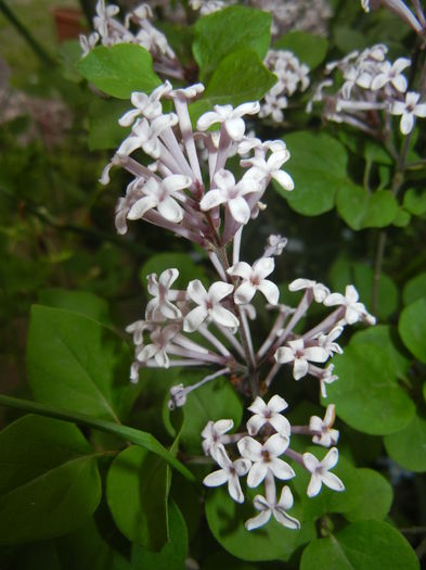 Syringa patula Miss Kim (2015, May 11) - Liliac_Syringa patula Miss Kim