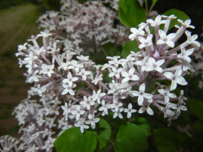 Syringa patula Miss Kim (2015, May 11) - Liliac_Syringa patula Miss Kim
