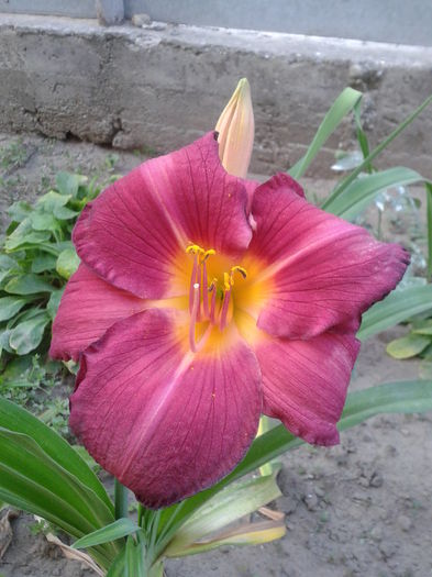 hemerocallis , f mare floarea  - flori 2015