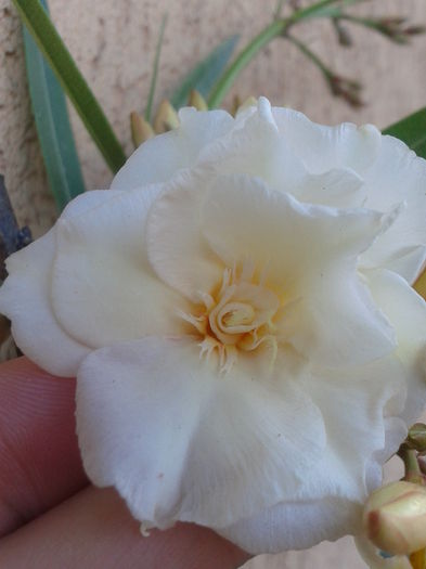 Fotografie-0002 - flori 2015