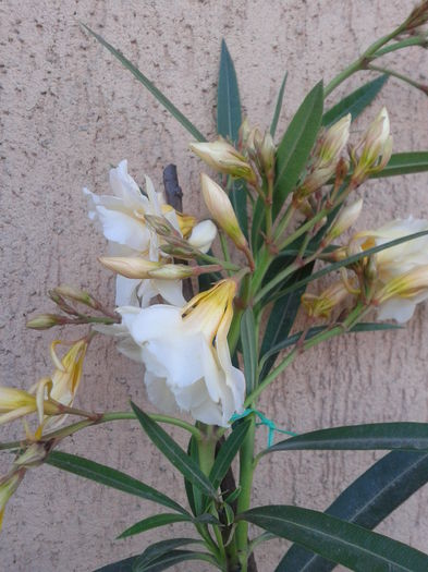 Fotografie-0003 - flori 2015