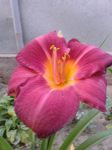 Fotografie-0023 - flori 2015