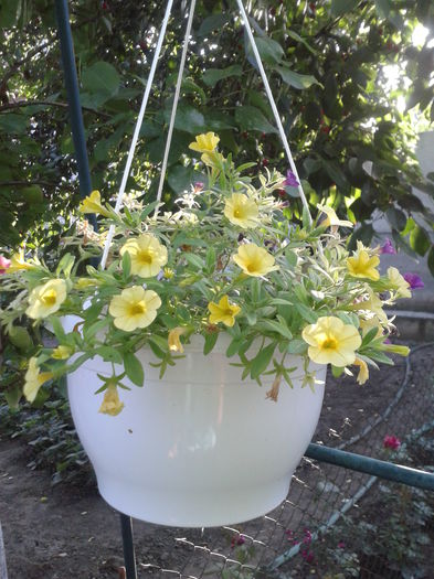 Fotografie-0040 - flori 2015