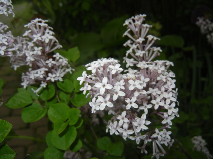 Syringa patula Miss Kim (2015, May 11) - Liliac_Syringa patula Miss Kim