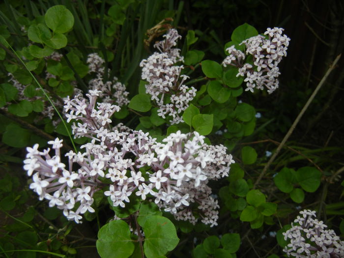 Syringa patula Miss Kim (2015, May 11) - Liliac_Syringa patula Miss Kim