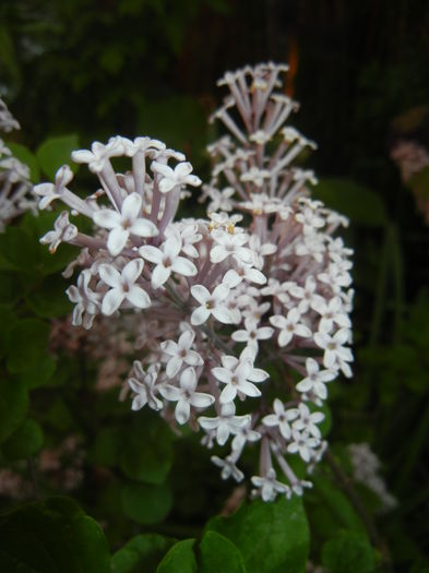 Syringa patula Miss Kim (2015, May 12) - Liliac_Syringa patula Miss Kim