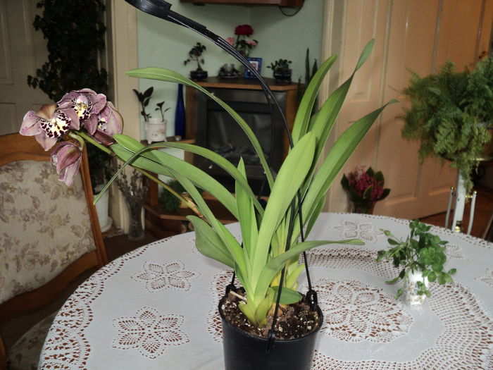 prima poza,4 iunie 2015 - Cymbidium curgator Vogel s Magic Waikanae