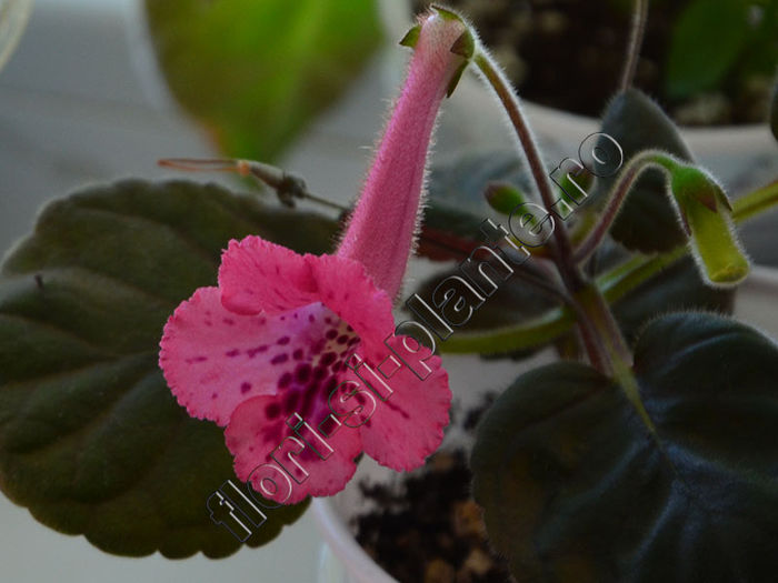 Sinningia SimSim Cherry Punch - GLOXINIA _ SINNINGIA