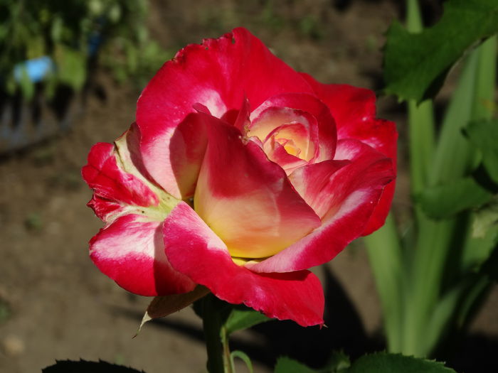 DSC01459