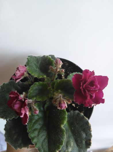 Ness Antique Red