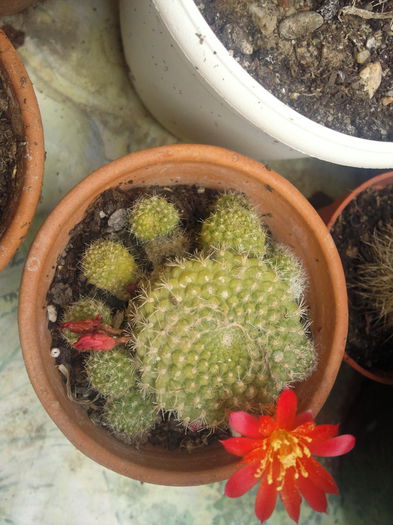 Photo017 - cactusi si alte suculente