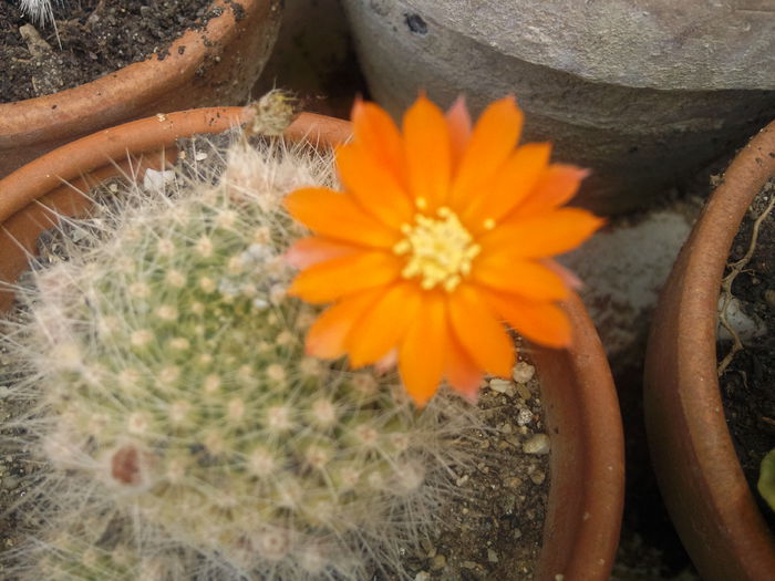 Photo018 - cactusi si alte suculente