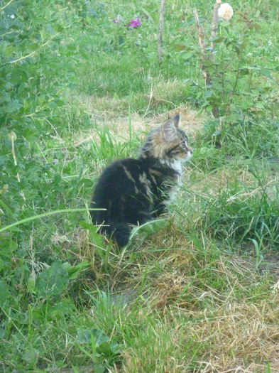 Paznicul gradinii - xGradina