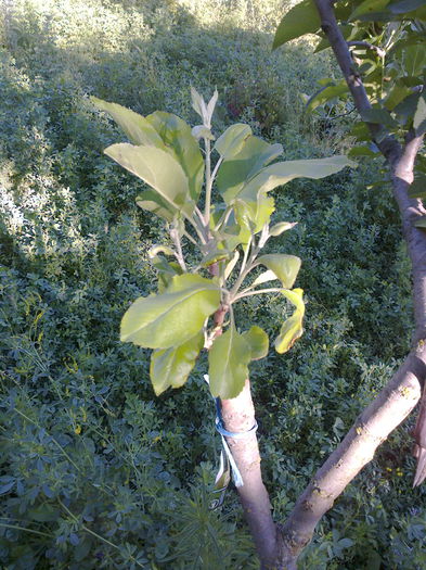 evolutie mar vara dulce mare - altoiri 2015