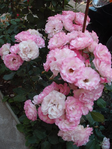 DSCF2636 - Bordure Rose