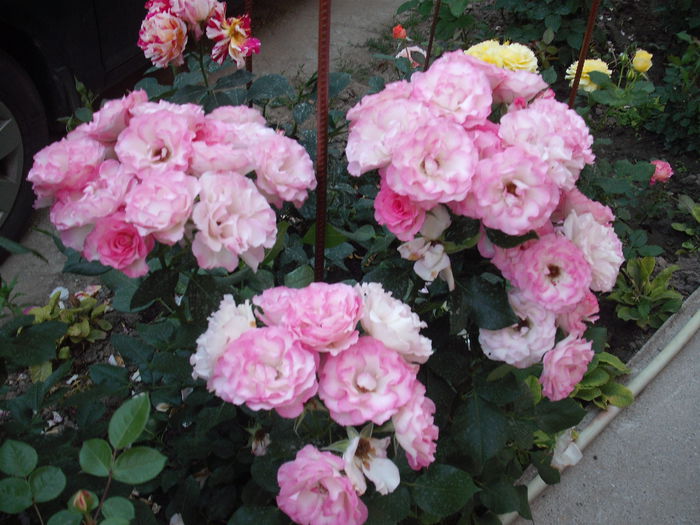 DSCF2746 - Bordure Rose