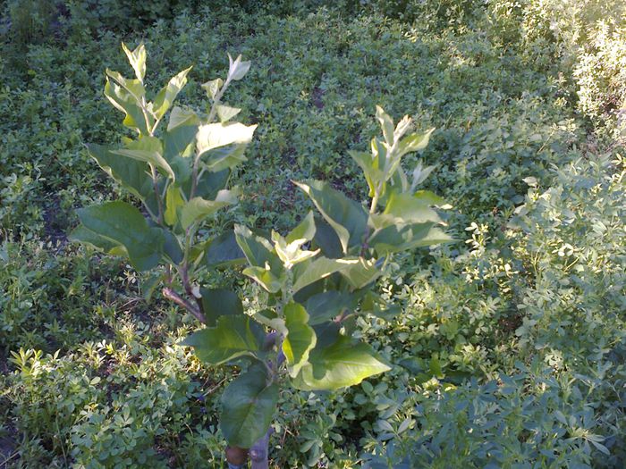 mar Starkrimson - altoiri 2015