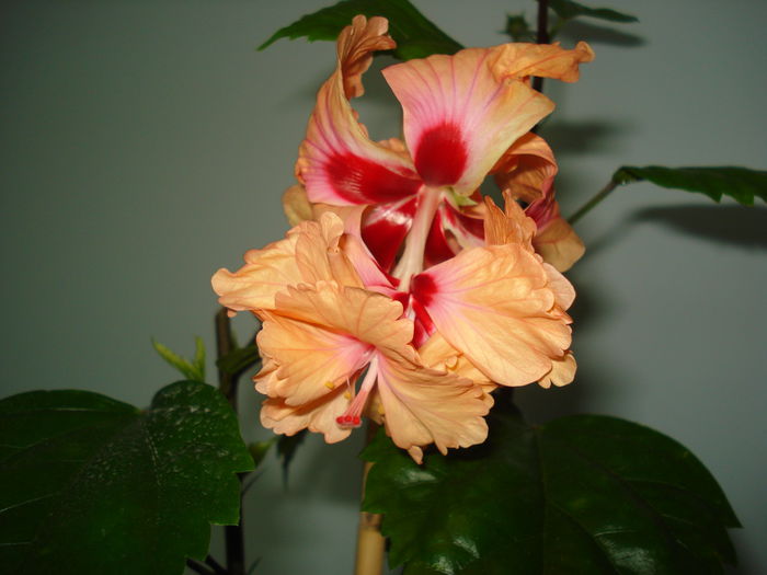 DSC01667 - Hibiscus El Capitolio Orange