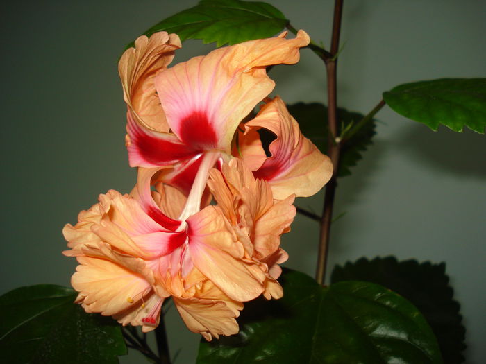 DSC01670 - Hibiscus El Capitolio Orange