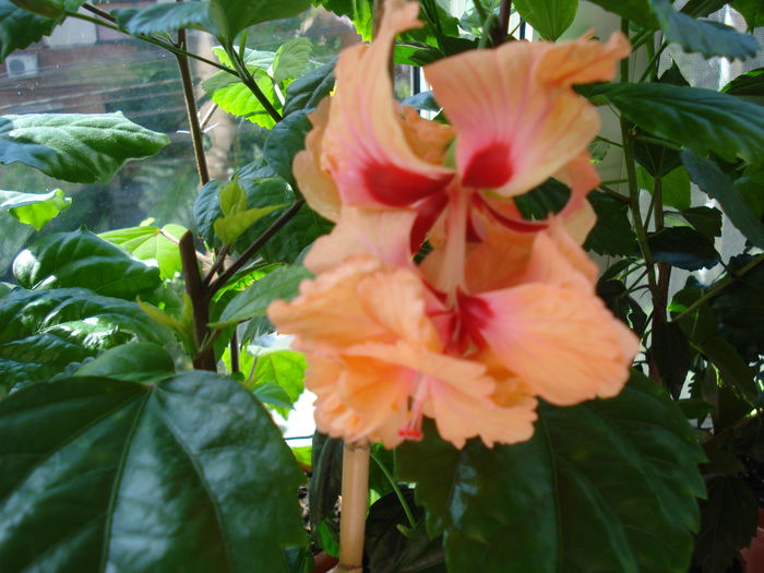 DSC01671 - Hibiscus El Capitolio Orange