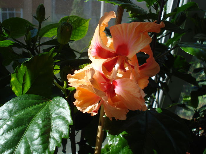 DSC01673 - Hibiscus El Capitolio Orange