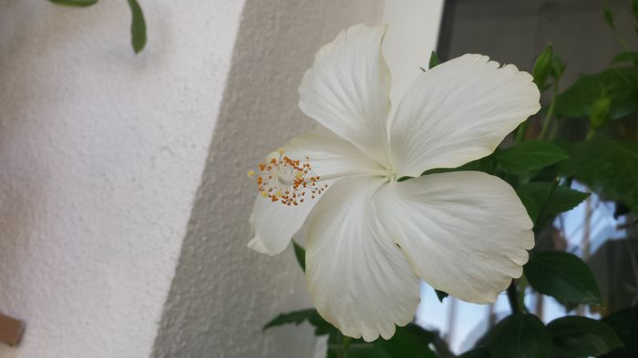 09.06.2015 - Flori 2015