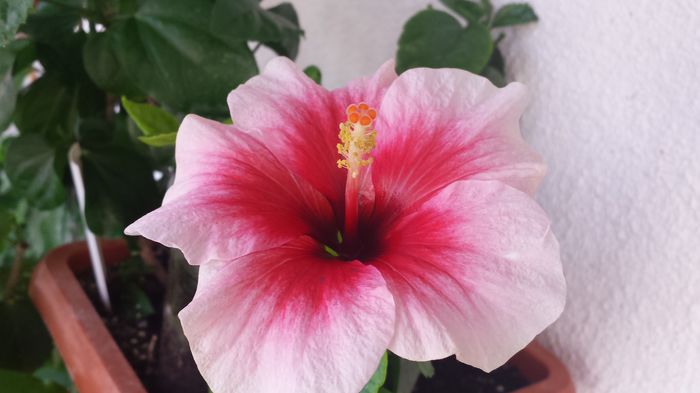 09.06.2015 - Flori 2015