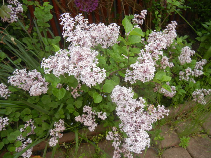 Syringa patula Miss Kim (2015, May 12) - Liliac_Syringa patula Miss Kim