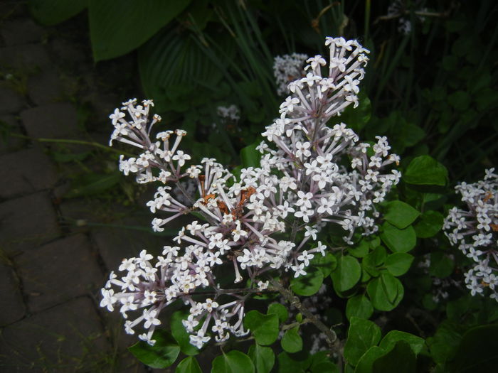 Syringa patula Miss Kim (2015, May 17)