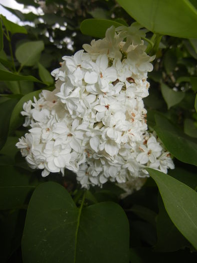 White Lilac Tree (2015, May 11) - Syringa vulgaris White