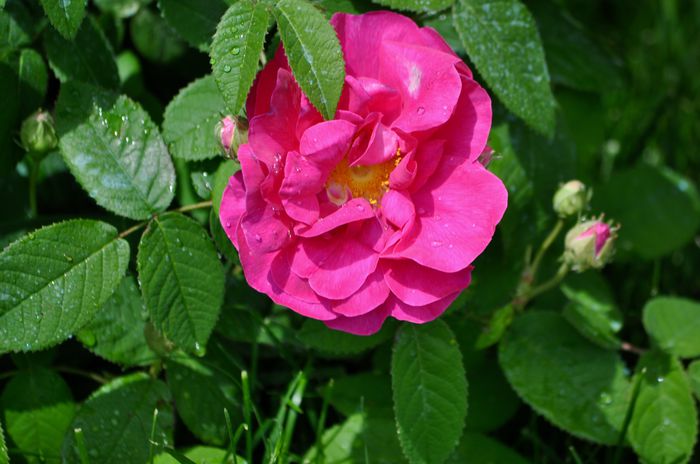 05.2015 - Rosa Gallica