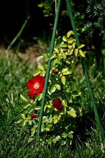 05.2015 - anul 1 - Bienenweide Rot