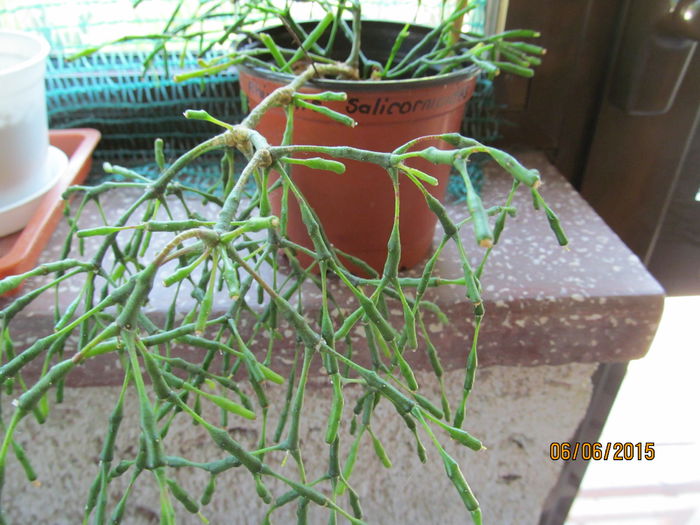 rhips. salicornioides - Flori gradina 2015 si alte flori