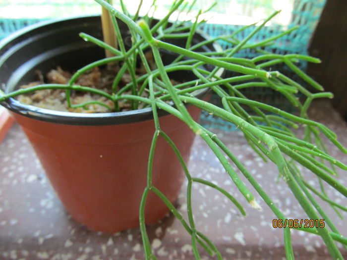 rhips.cassutha - Flori gradina 2015 si alte flori