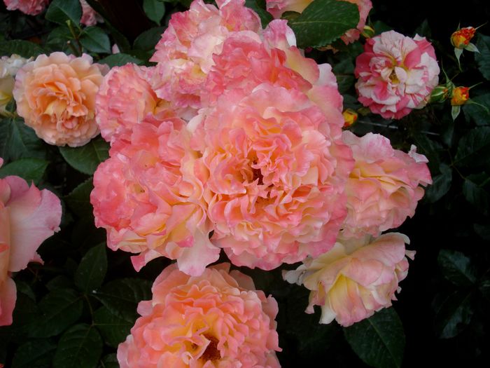 Mai 2015 - Augusta Louise