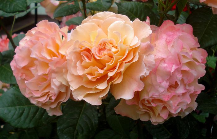 Mai 2015 - Augusta Louise