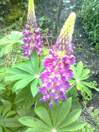 LUPIN - PRIN GRADINA MEA 2015